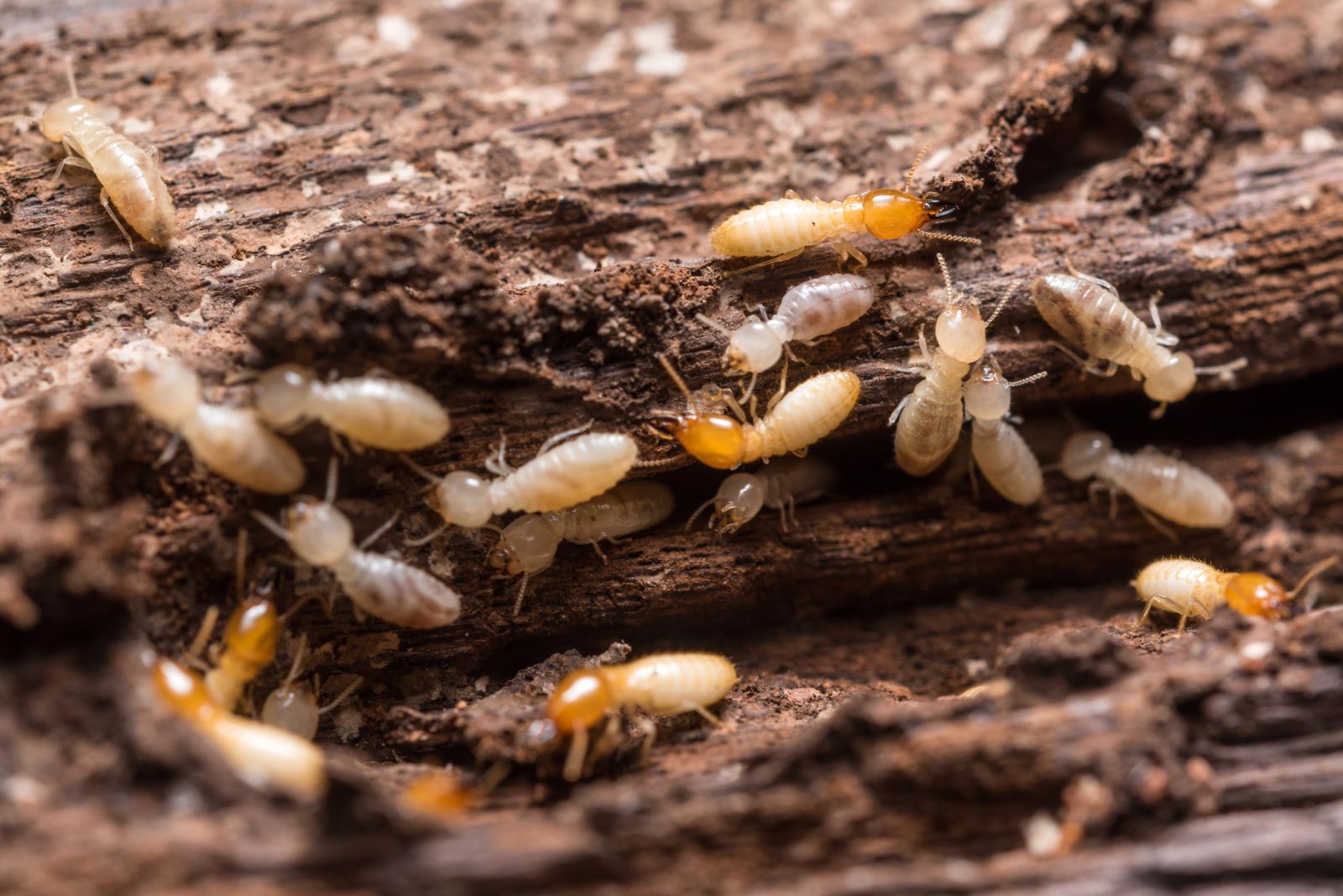 Quand faire un diagnostic termites dans un bien immobilier ?